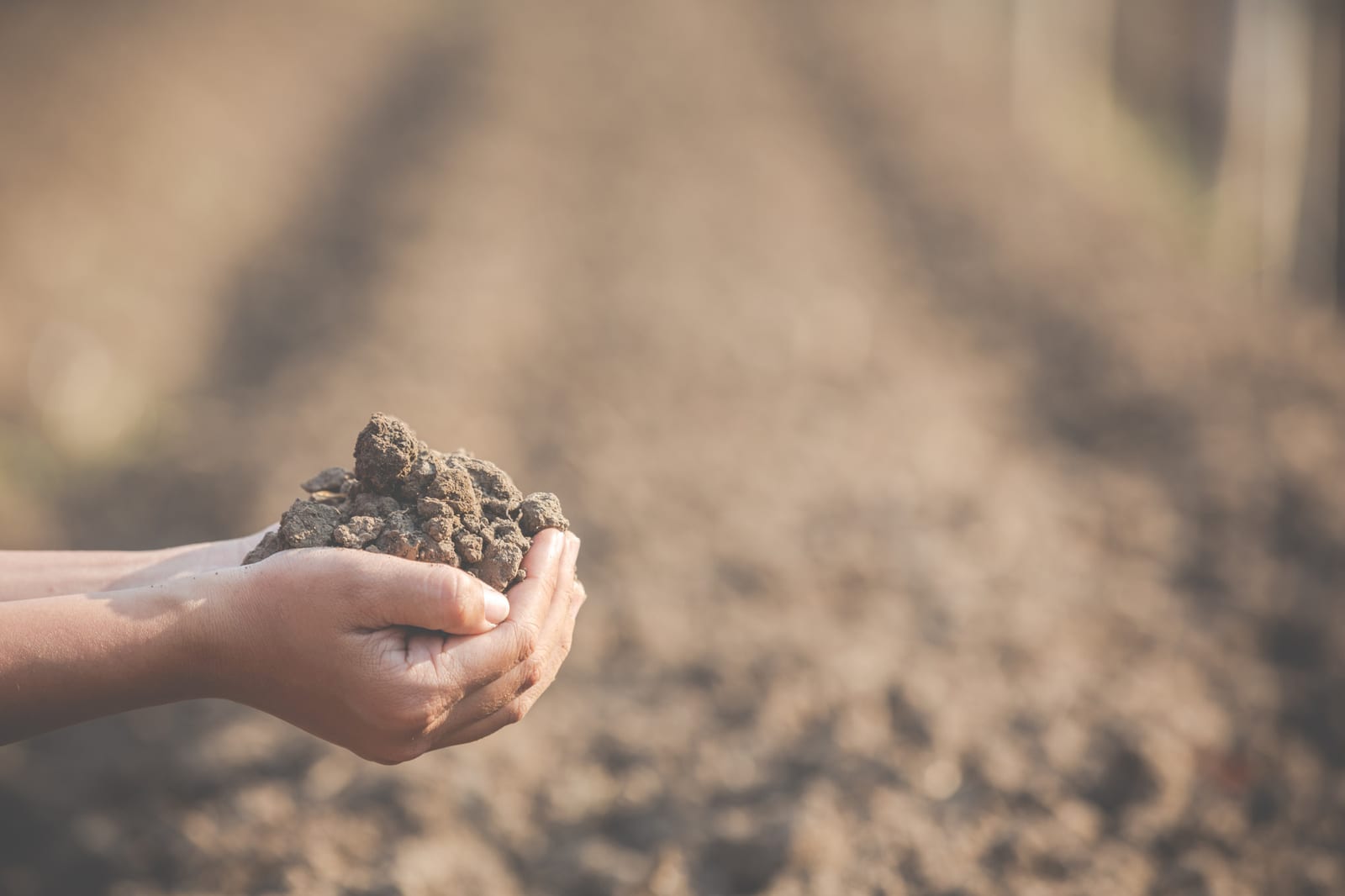 Mãos seguram um torrão de terra sobre um campo arado